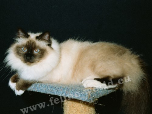 birman_16 (Race)